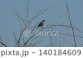 一隻雄性西伯利亞紅喉歌鴝在唱歌。 140184609