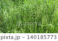 Meadow green grass in the wind. 140185773