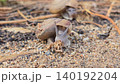 Siamese Common Snail, Sarika siamensis, is slowly crawling on the sand. 140192204