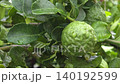 Bergamot fruit, Kaffir lime, fruit high vitamin C in organic garden farm agricultural industry. 140192599