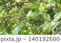 Bergamot fruit, Kaffir lime, fruit high vitamin C in organic garden farm agricultural industry. 140192600