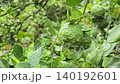 Bergamot fruit, Kaffir lime, fruit high vitamin C in organic garden farm agricultural industry. 140192601
