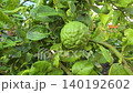 Bergamot fruit, Kaffir lime, fruit high vitamin C in organic garden farm agricultural industry. 140192602