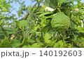 Bergamot fruit, Kaffir lime, fruit high vitamin C in organic garden farm agricultural industry. 140192603
