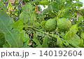 Bergamot fruit, Kaffir lime, fruit high vitamin C in organic garden farm agricultural industry. 140192604