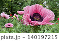 Pink oriental poppy flowers papaver orientale.  140197215