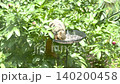 A squirrel becomes wary of the bird feeder and runs away; wild animals in the garden in summer. 140200458