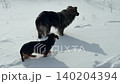 Two dogs are wading through the deep snow in winter. 140204394