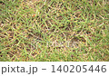 Lush lawn 140205446