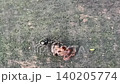 Ant Bite its prey 140205774