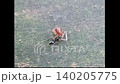 Ant Bite its prey 140205775