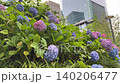 Colorful hydrangeas blooming amidst the city's skyscrapers (urban nature) 140206477