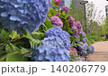 Close-up of hydrangeas blooming in a city skyline (copy space available) 140206779