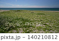 Sea kale growing in clusters on the sandy beach 140210812