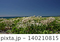 Sea kale swaying in the sea breeze 140210815