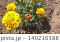 材料、紙張、壁紙、蘋果、花、石頭、背景、植物、紋理、水果、白色背景、食物 140216388