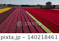An aerial drone view along parallel rows of a vibrant patchwork field displaying yellow, pink, and bright red tulips in the Netherlands countryside under a clear blue sky. 140218461