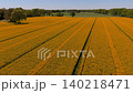 Aerial drone view over a vast blooming rapeseed field with vibrant yellow flowers and parallel tractor tracks, bordered by green trees and fields under a clear blue sky. 140218471