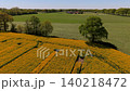 Aerial drone perspective showing the edge of vibrant yellow rapeseed field with curved tire tracks transitioning into green pastures with grazing cattle scattered trees and farmlands in the distance 140218472