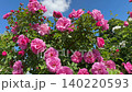Roses flowers gorgeous pink blooming rosebush in garden. 140220593