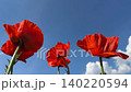 Red poppy flowers against blue sky. 140220594