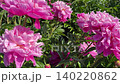 Peony pink flowers in garden. 140220862