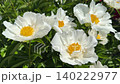 White peony flowers with yellow stamens. 140222977