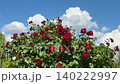 Red roses shrub in summer garden against sunny blue sky with clouds. 140222997