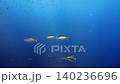 西表島オガンの海中で小魚を捕食しようと集結するイソマグロの群れ 140236696