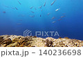 西表島オガンの海中で小魚を捕食しようと集結するイソマグロの群れ 140236698