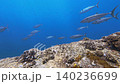西表島オガンの海中で小魚を捕食しようと集結するイソマグロの群れ 140236699