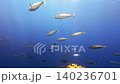 西表島オガンの海中で小魚を捕食しようと集結するイソマグロの群れ 140236701