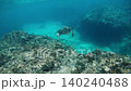 Sea turtles swimming leisurely in the waters off Yakushima Island 140240488