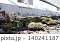 Moss on sidewalks along national highways; infrastructure; national highway; public; asphalt; aging; social problem; Ministry of Land, Infrastructure, Transport and Tourism. 140241187
