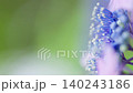 穏やかな風にゆらゆら揺れる淡い紫と紺色のガクアジサイのクローズアップ 穏やかな風にゆらゆら揺れる淡い紫と紺色のガクアジサイのクローズアップ 140243186