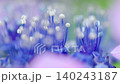 穏やかな風にゆらゆら揺れる淡い紫と紺色のガクアジサイのクローズアップ 穏やかな風にゆらゆら揺れる淡い紫と紺色のガクアジサイのクローズアップ 140243187