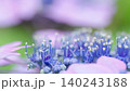 穏やかな風にゆらゆら揺れる淡い紫と紺色のガクアジサイのクローズアップ 穏やかな風にゆらゆら揺れる淡い紫と紺色のガクアジサイのクローズアップ 140243188