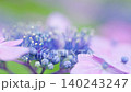 穏やかな風にゆらゆら揺れる淡い紫と紺色のガクアジサイのクローズアップ 穏やかな風にゆらゆら揺れる淡い紫と紺色のガクアジサイのクローズアップ 140243247