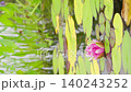 ピンクの睡蓮の花とゆらゆら揺れる水面 ピンクの睡蓮の花とゆらゆら揺れる水面 140243252