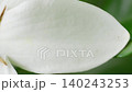 穏やかな風にそよぐ一重のクチナシの花びらのクローズアップ 穏やかな風にそよぐ一重のクチナシの花びらのクローズアップ 140243253