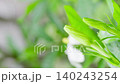 穏やかな風にそよぐ一重のクチナシの蕾と美しくぼやけた背景 穏やかな風にそよぐ一重のクチナシの蕾と美しくぼやけた背景 140243254