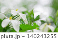 穏やかな風にそよぐ一重のクチナシの白い花と美しくぼやけた背景 穏やかな風にそよぐ一重のクチナシの白い花と美しくぼやけた背景 140243255