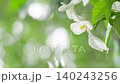 穏やかな風にそよぐ一重のクチナシの白い花と美しくぼやけた背景 穏やかな風にそよぐ一重のクチナシの白い花と美しくぼやけた背景 140243256