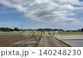 初夏時節，神奈川縣海老名市，晴空萬裡，白雲朵朵，稻田景色。 140248230