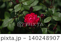 五月的玫瑰在風中搖晃 140248907