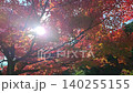 秋葉與燦爛的陽光 140255155