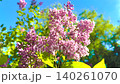 Close-up footage of lilac flowers swaying in the spring breeze. 140261070