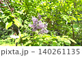Purple lilacs blooming amidst fresh greenery: A spring garden scene. 140261135