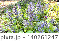 Ajuga (European Twelve-Layered Robe) flowers that bloom in spring; a ground cover plant. 140261247