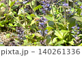 Bees flitting around Ajuga flowers: A spring pollination scene. 140261336